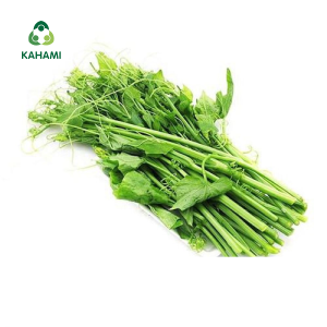 Bí bao tử (bí non) Kahami – Rau sạch